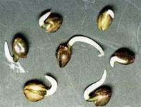 Marijuana seeds in germination period
