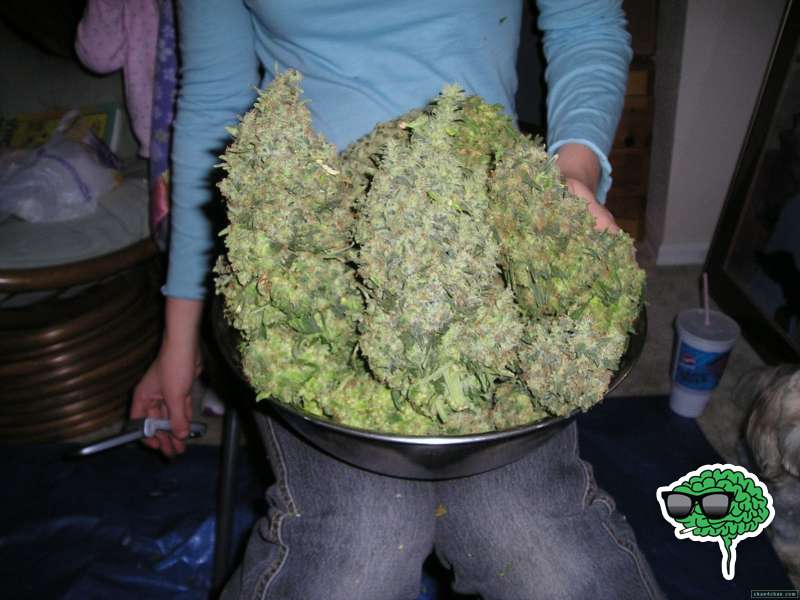 A man holding bowl with marijuana buds